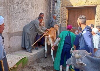 القوافل البيطرية العلاجية