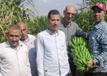 سحب عينات من بساتين الموز لتحليلها لرصد متبقيات المبيدات بأبو حمص