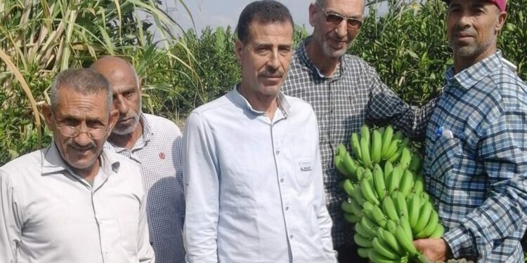 سحب عينات من بساتين الموز لتحليلها لرصد متبقيات المبيدات بأبو حمص 1 سحب عينات من بساتين الموز لتحليلها لرصد متبقيات المبيدات بأبو حمص