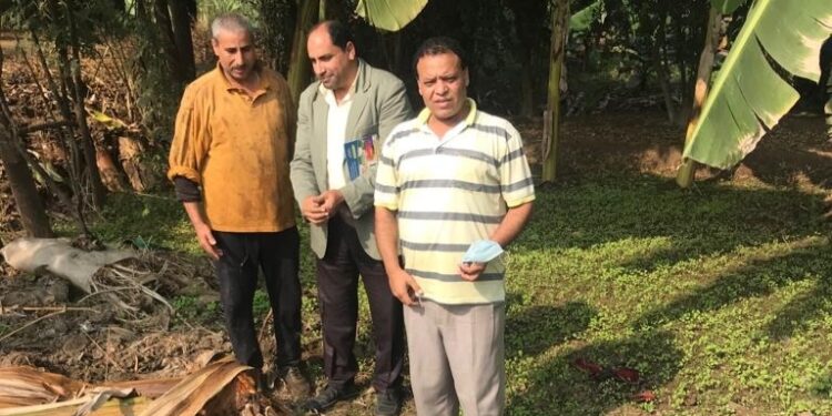 تحديث منظومة الري على رأس توصيات "مركزية البساتين" لمزارعي الموز بالغربية 1 تحديث منظومة الري على رأس توصيات “مركزية البساتين” لمزارعي الموز بالغربية