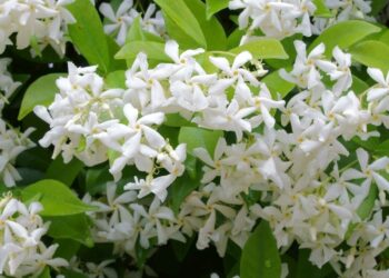 زهرة الياسمين .. مصدر للزيوت العطرية والأرباح