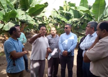 لجنة علمية من إدارة البساتين تقدم 10 إرشادات ل مزارعي الموز بالغربية