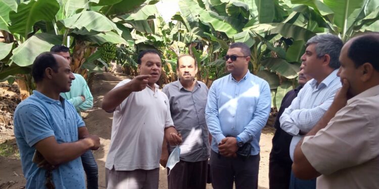 لجنة علمية من إدارة البساتين تقدم 10 إرشادات ل مزارعي الموز بالغربية