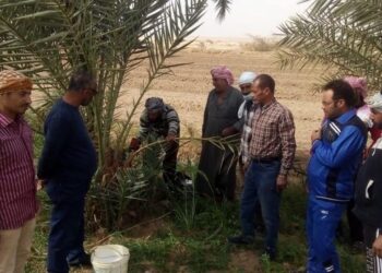 سوسة النخيل الحمراء