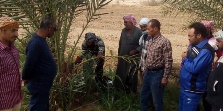 الزراعة تكافح سوسة النخيل الحمراء في محافظتي مطروح والوادي الجديد 1 سوسة النخيل الحمراء