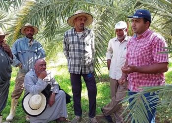 سوسة النخيل الحمراء في ندوة حقلية بالوادي الجديد