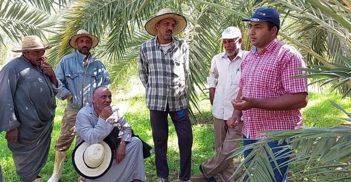 سوسة النخيل الحمراء في ندوة حقلية بالوادي الجديد 1 سوسة النخيل الحمراء في ندوة حقلية بالوادي الجديد