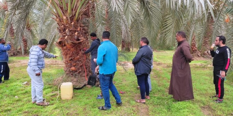 معمل النخيل ينظم يوم حقلي لـ مكافحة سوسة النخيل في الواحات البحرية 1 مدرسة حقلية