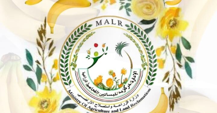 الزراعة تصدر التوصيات الفنية لمزارعي الموز خلال ديسمبر 1 التوصيات الفنية لمزارعي الموز