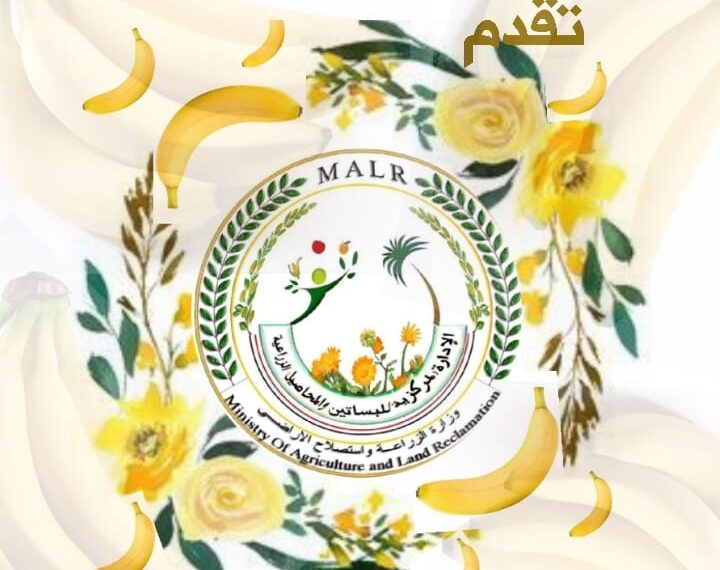 الزراعة تصدر التوصيات الفنية لمزارعي الموز خلال ديسمبر 1 التوصيات الفنية لمزارعي الموز