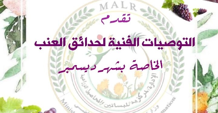 الزراعة تصدر التوصيات الفنية لمحصول العنب خلال ديسمبر 1 التوصيات الفنية لمزارعي العنب