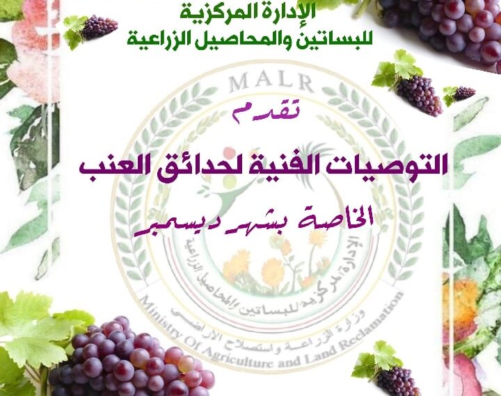 الزراعة تصدر التوصيات الفنية لمحصول العنب خلال ديسمبر 1 التوصيات الفنية لمزارعي العنب