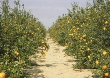 محاصيل الموالح