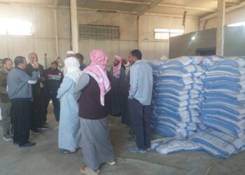 تقاوي الشعير والقمح