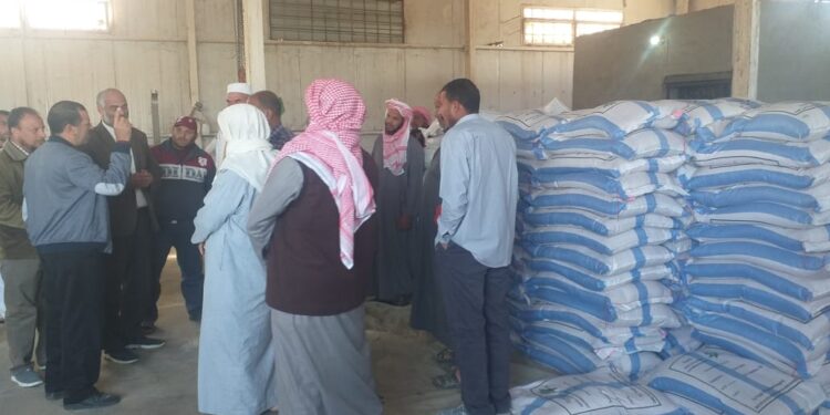 تقاوي الشعير والقمح