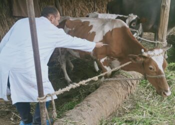 الحمى القلاعية