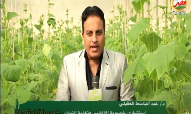 "التوتا أبسلوتا" أستشاري خصوبة التربة يوضح طرق المكافحة 1 التوتا أبسلوتا