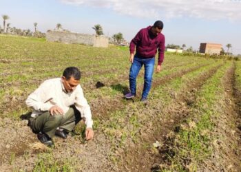 أمراض محصول القمح