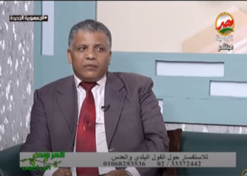 الفول البلدي