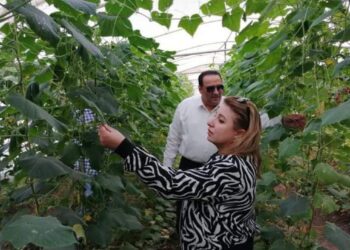 صوب إنتاج الخضر بمديرية زراعة دمياط