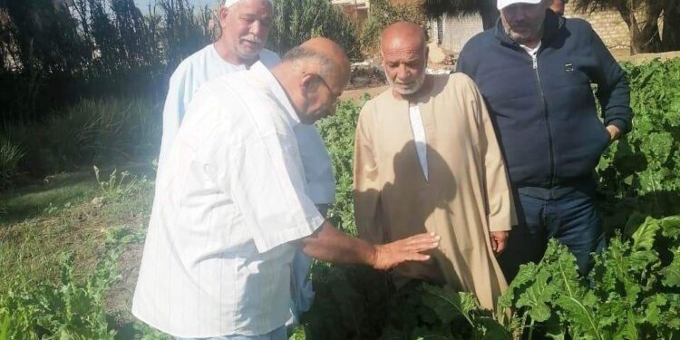 المساحة وصلت لـ٣٣ ألف فدان.. حملات بالبحيرة لتشجيع زراعة بنجر السكر 1 بنجر السكر