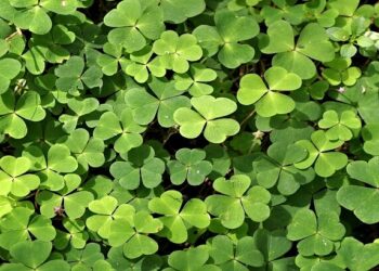 عبدالجواد يستعرض أهمية "الأعلاف الخضراء" في تربية المواشي