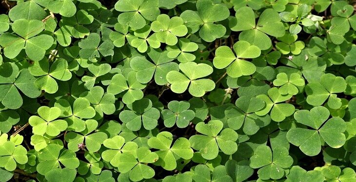 عبدالجواد يستعرض أهمية "الأعلاف الخضراء" في تربية المواشي 1 عبدالجواد يستعرض أهمية "الأعلاف الخضراء" في تربية المواشي