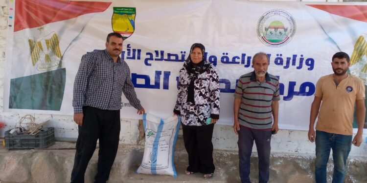 تقاوي القمح