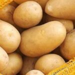 ممارسات الزراعة الذكية مناخياً لإنتاج البطاطس