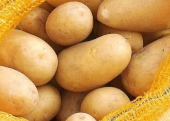 تقاوي البطاطس