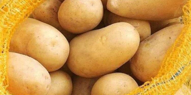 الزراعة تعلن ١٠ ديسمبر آخر موعد لشحن تقاوي البطاطس من دول المنشأ 1 تقاوي البطاطس