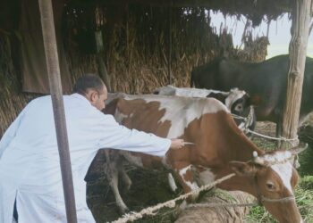 تحصين 255 ألف رأس ماشية ضد الأمراض الوبائية بالغربية