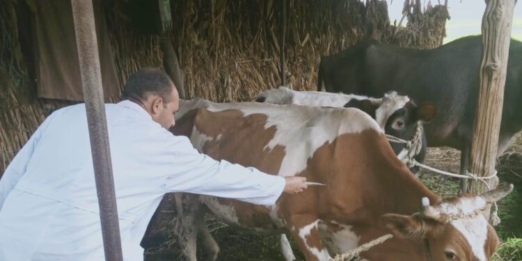 تحصين 255 ألف رأس ماشية ضد الأمراض الوبائية بالغربية 1 تحصين 255 ألف رأس ماشية ضد الأمراض الوبائية بالغربية
