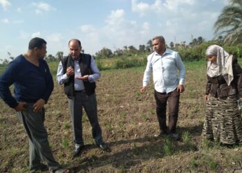 زراعات الذرة والبنجر والقمح