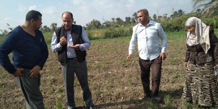 زراعة الفيوم تواصل متابعة زراعات الذرة والبنجر والقمح والبرسيم 1 زراعات الذرة والبنجر والقمح