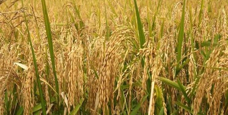 مدير زراعة بورسعيد: إنتاجية فدان الأرز بلغت 4.7 طن .. والمساحة 32 ألف فدان 1 مدير زراعة بورسعيد: إنتاجية فدان الأرز بلغت 4.6 طن .. والمساحة 32 ألف فدان