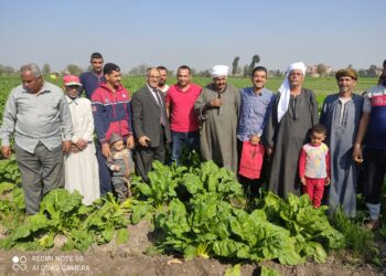 زراعة بنجر السكر .. مديرية الشرقية تنظم يوم حقل للمحصول