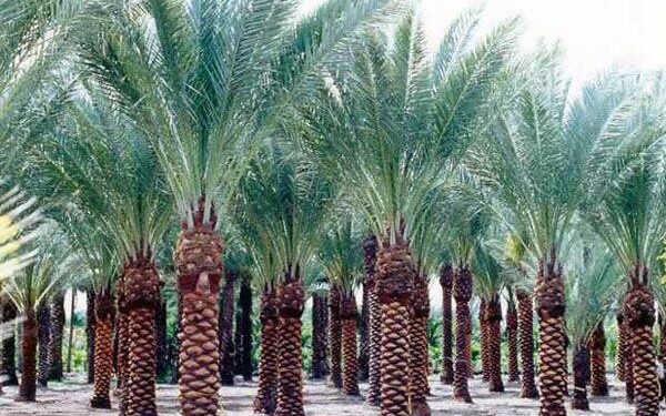 للمزارعين.. قطاع الإرشاد يصدر التوصيات الفنية للنخيل خلال يناير 1 محصول نخيل البلح