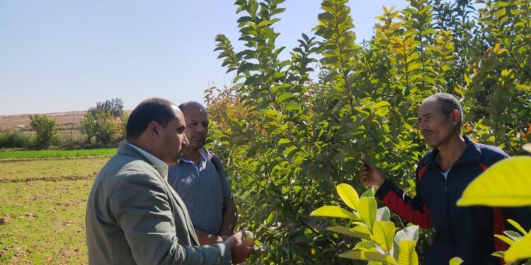 9 توصيات لمزارعي الإسكندرية حول زراعة الخضر والفاكهة 1 حصر مساحات الخضر