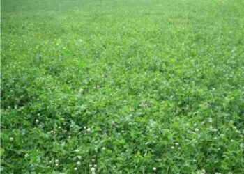 7 أصناف جديدة من محاصيل الأعلاف