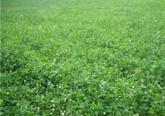 معهد المحاصيل الحقلية ينجح في تسجيل 7 أصناف جديدة من محاصيل الأعلاف 1 7 أصناف جديدة من محاصيل الأعلاف