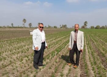 زراعة القمح في الفيوم