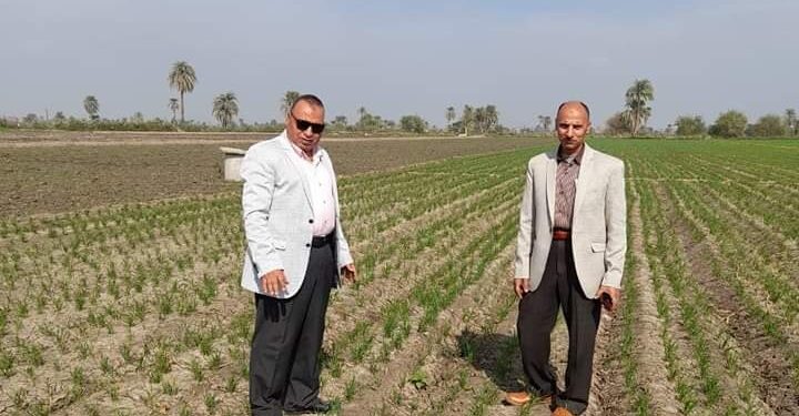 زراعة القمح في الفيوم.. وكيل الوزراة يتفقد بشائر المحصول 1 زراعة القمح في الفيوم