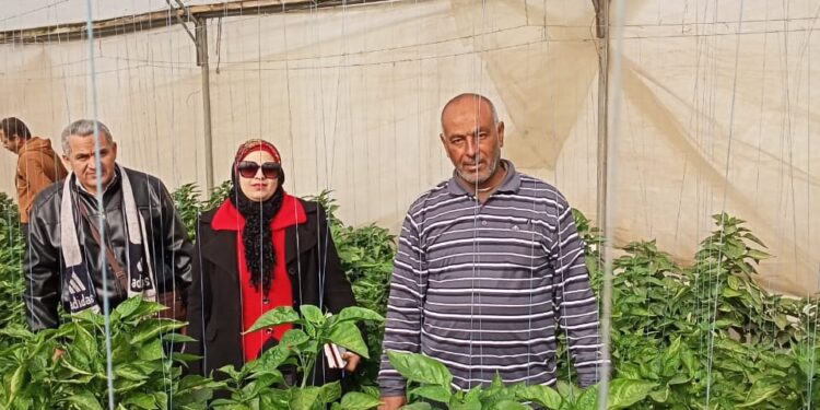 صوب إنتاج الخضر بالإسماعيلية