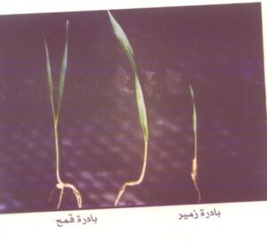 د. عادل عمران يكتب عن .. المكافحة المتكاملة لحشيشة الزمير فى حقول القمح 16 بادرة زمير