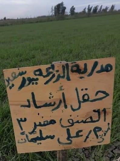 حقل إرشادي للقمح في بورسعيد