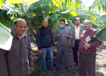 زراعات الموز