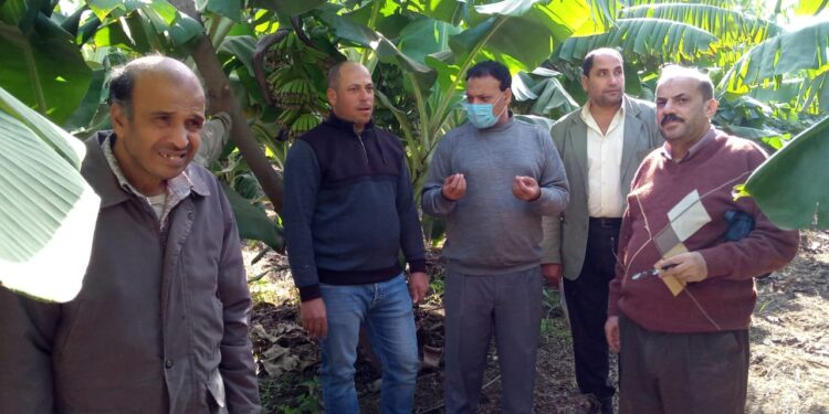 مركزية البساتين تتابع زراعات الموز في الغربية وتقدم النصائح للمزارعين 1 زراعات الموز