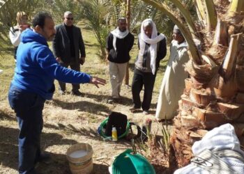 مكافحة سوسة النخيل