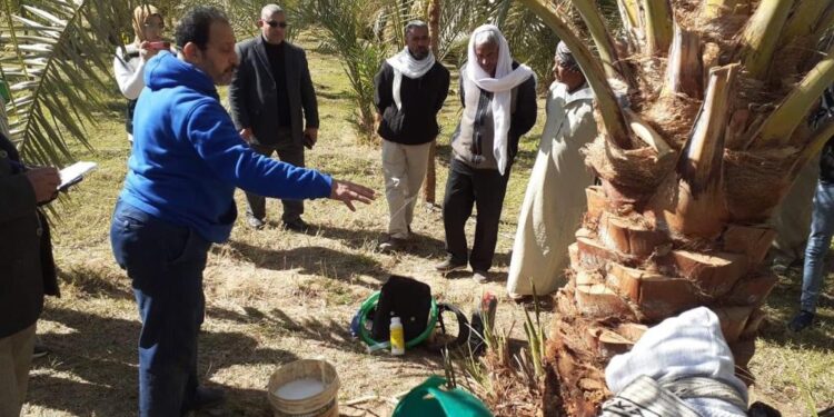 الزراعة تواصل مكافحة سوسة النخيل في محافظة الوادي الجديد 1 مكافحة سوسة النخيل